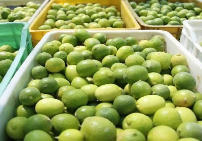 خرید حمایتی بیش از ۱۴ هزار تن لیموترش در هرمزگان